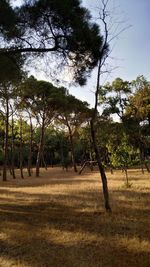 Trees on field against sky