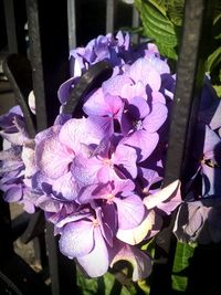 Close-up of purple flowering plant