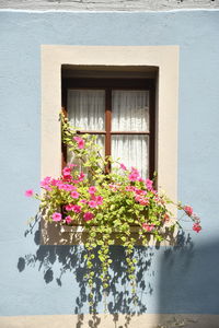 flowering plant