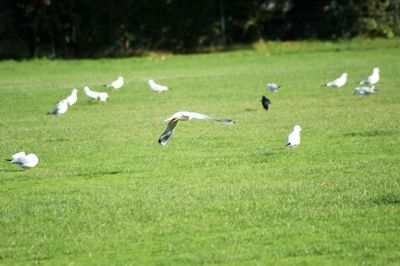 Flock of birds on grassy field