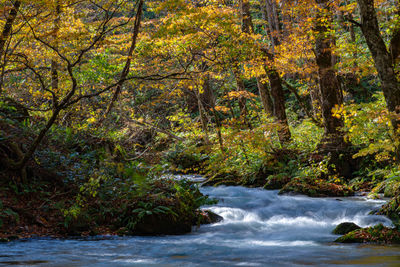 Scenic view of stream flowing in forest during autumn