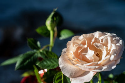 Close-up of rose plant