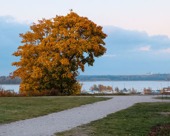 Tree by lake against sky during autumn