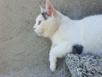 High angle view of cat lying on wall