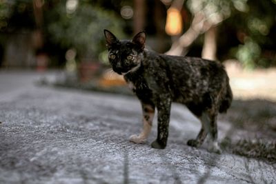 Close-up of black cat