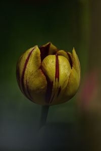 Close-up of red flower