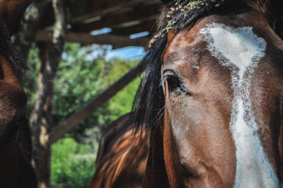 Horse portrait