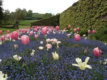 Close-up of flowers blooming in field