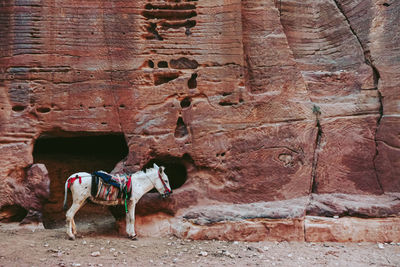 View of dog on rock against brick wall