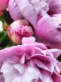 Close-up of pink flowers blooming outdoors