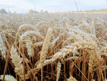 Close-up of stalks in field