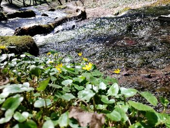 Scenic view of water flowing on land