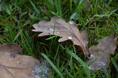 High angle view of grass in field