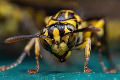 Close-up of insect