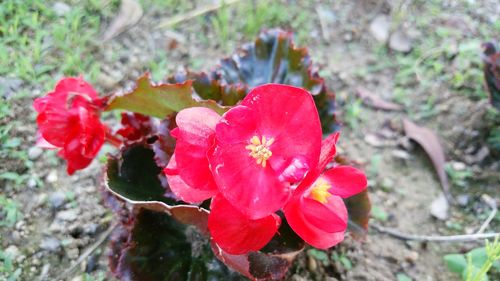 Close-up of red flower blooming outdoors