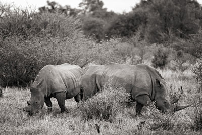 Rhinoceroses grazing in forest