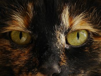 Close-up portrait of cat