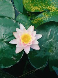 Close-up of lotus water lily in pond