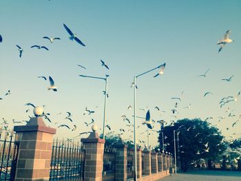 Low angle view of bird flying against sky