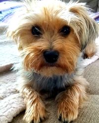 Close-up portrait of dog