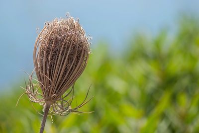 Close-up of thistle plant against sky