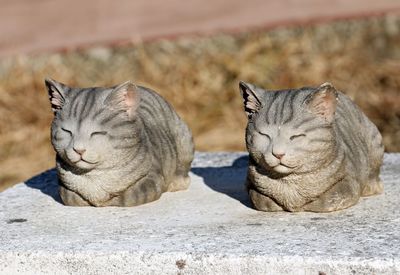 Close-up of a cat resting