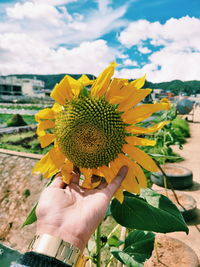 Close-up of hand holding sunflower against sky