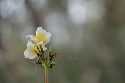 Close-up of flower against blurred background