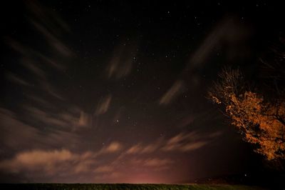 Low angle view of tree against sky at night