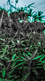 High angle view of plants growing on land
