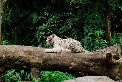 Cat relaxing on rock