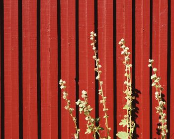 Close-up of wooden planks