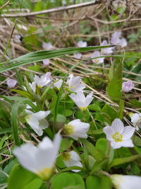 Close-up of white flowering plants on field