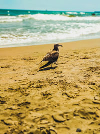 View of bird on beach