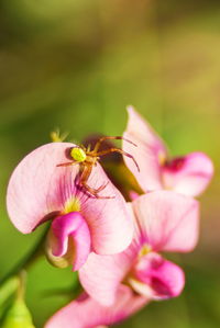 Close-up of insect on pink flower