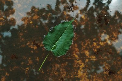 Close-up of leaf on plant during autumn