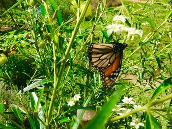 Close-up of butterfly on leaf