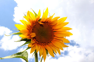 Low angle view of sunflower blooming against sky