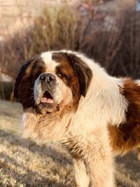 Close-up of dog looking away