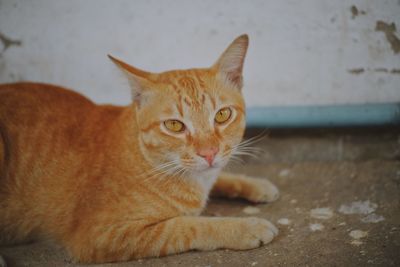 Close-up portrait of a cat