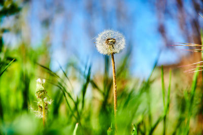 Close-up of dandelion on field