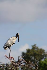 Low angle view of bird perching on a tree