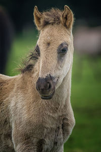 Close-up portrait of a horse on field