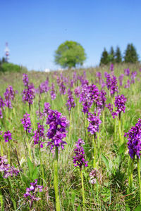 Close-up of purple flowers blooming in field