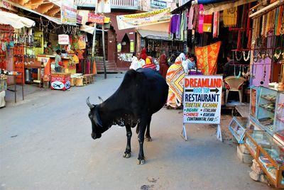 Horses in market