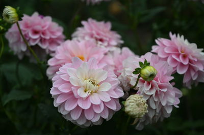 Close-up of pink flowering plants