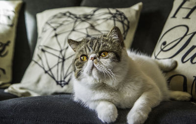 Portrait of cat relaxing on sofa at home