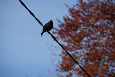 Low angle view of bird perching on power line