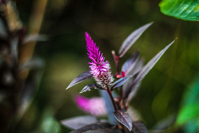 Close-up of purple flowering plant