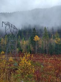 Fog in the fall woods